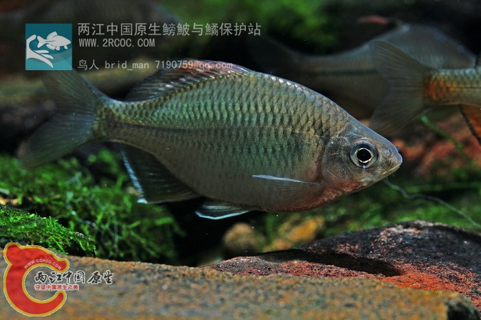 巨臀.JPG