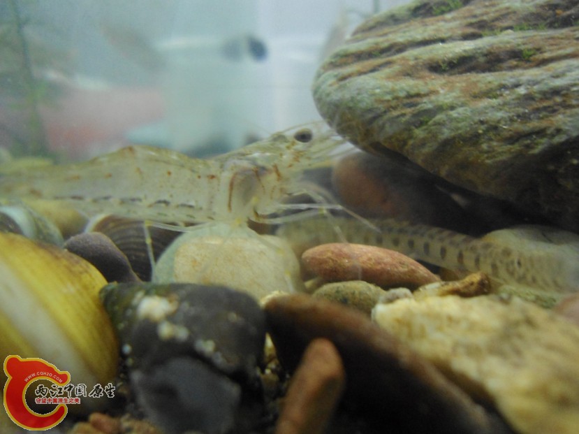 @GGK)25X[SB0(7}WDBX56FD.jpg