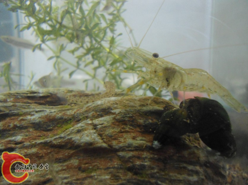 PIPULY05G8YJDEC$[]T90RJ.jpg