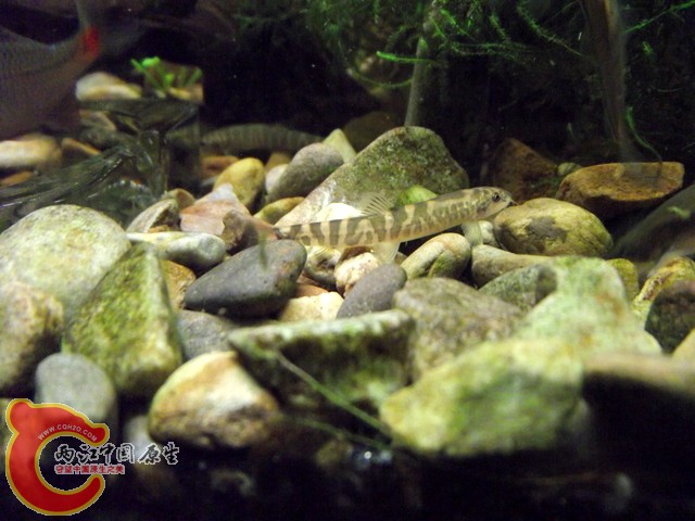 DSCF0403.jpg