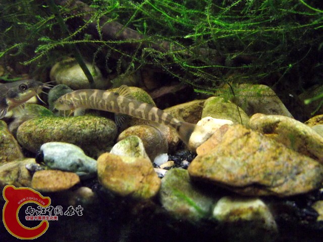 DSCF0405.jpg
