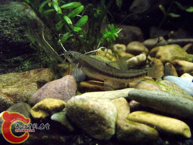 DSCF0410.jpg