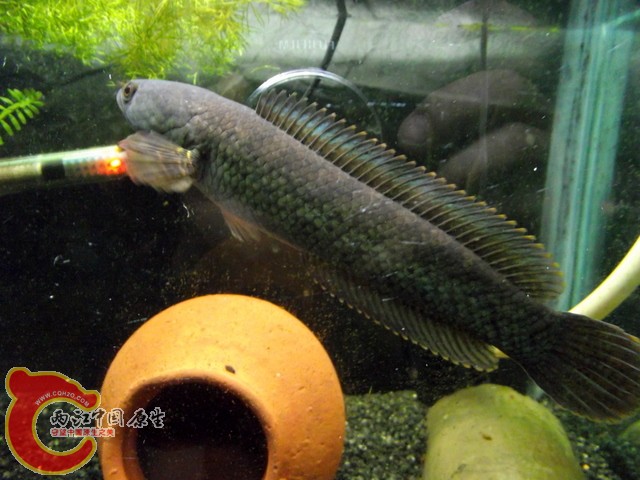 DSCF0432.jpg