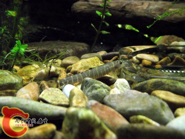 DSCF0337.jpg