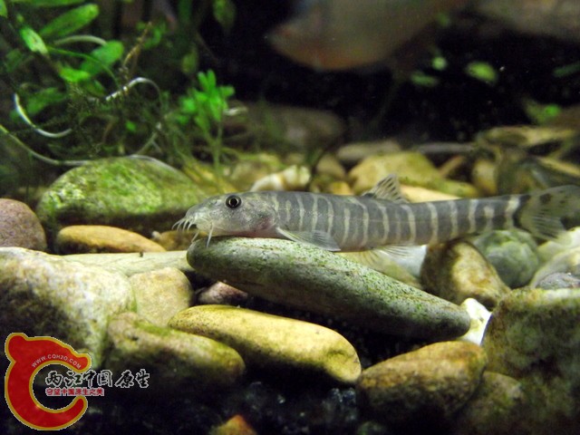 DSCF0368.jpg