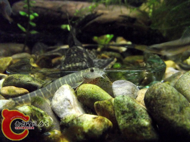DSCF0381.jpg