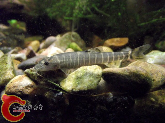 DSCF0383.jpg
