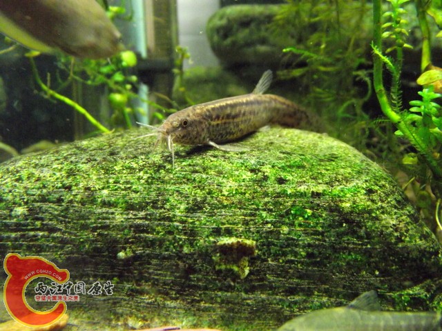 DSCF0389.jpg