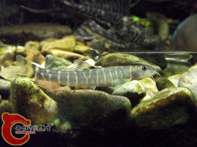 DSCF0392.jpg