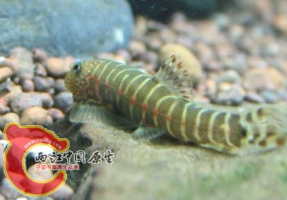 中华原吸鳅SP