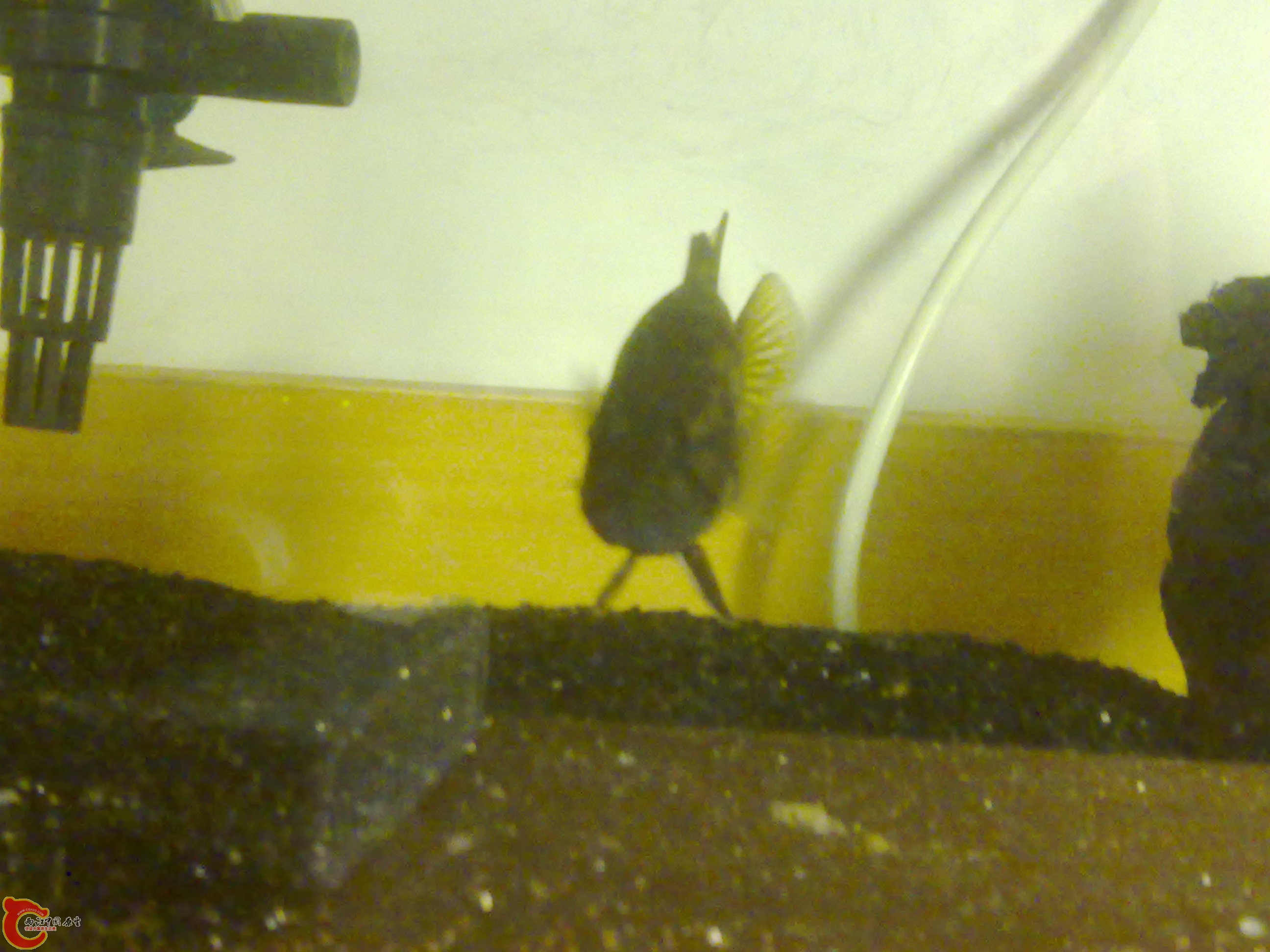20120228312.jpg