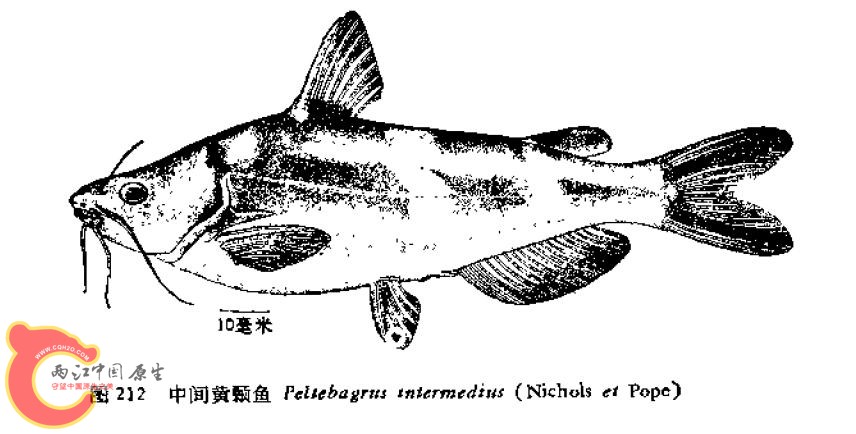 中间黄颡鱼