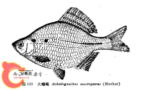大鳍鱊.JPG