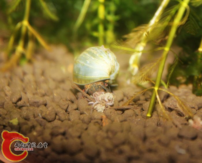 神秘蓝螺原来是食肉的