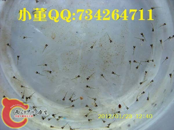 SN850701小蓝三天.jpg