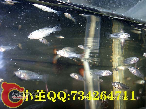 SN850843小蓝36天.jpg