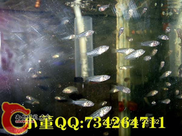 SN850920小蓝36天.jpg