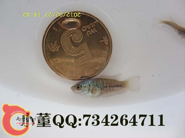 SN850920小蓝37天.jpg