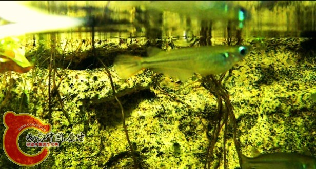 最愛之桂系青鱂