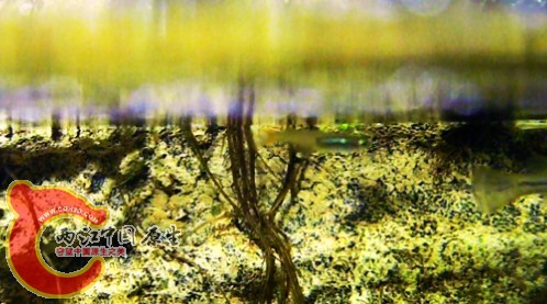 超級朦朧 湄公河青鱂(Oryzias haugiangensis)