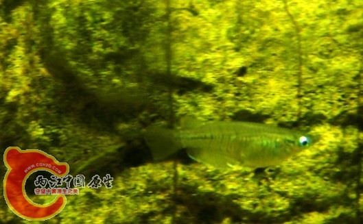 印度青鱂 女王燈 (Oryzias melastigma)