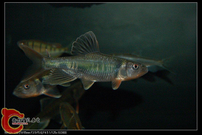 DSC_3399a.jpg