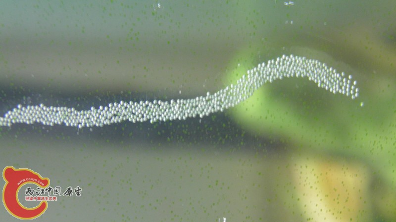 P2090071_副本.jpg