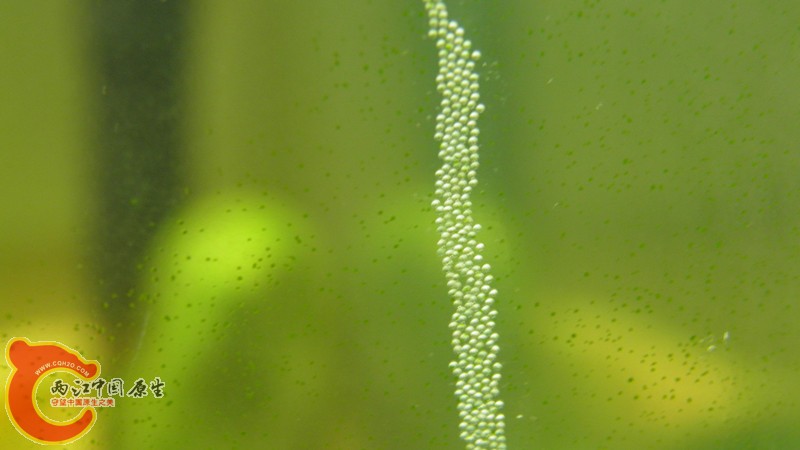 P2090066_副本.jpg