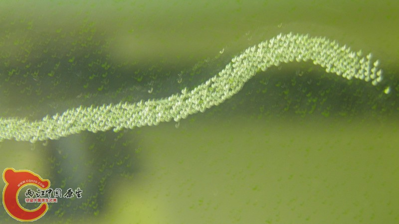 P2090069_副本.jpg