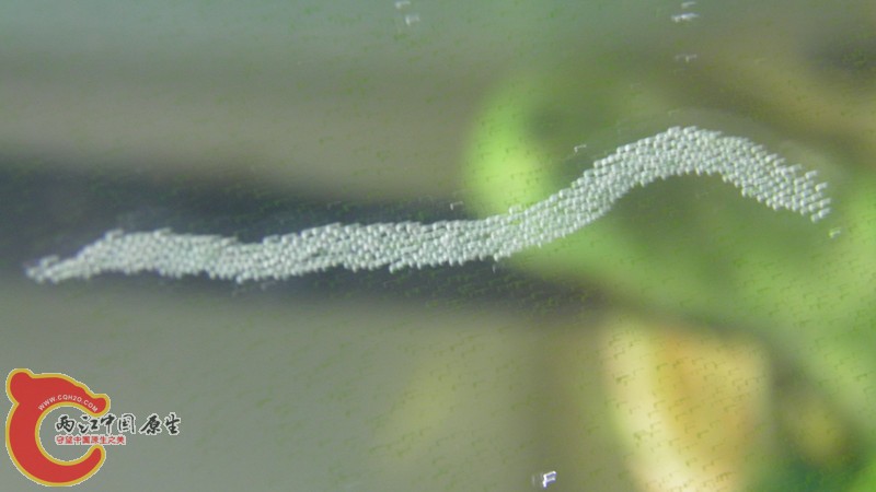 P2090070_副本.jpg