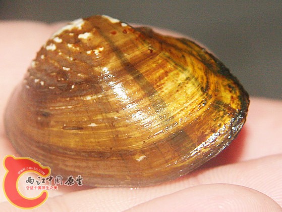 蚌3.jpg