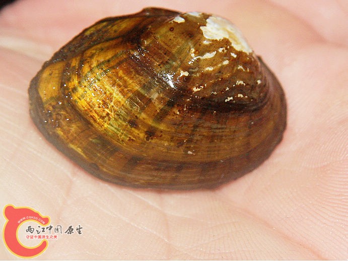 蚌2.jpg