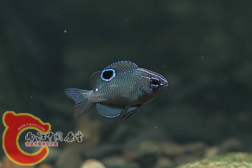 三斑雀鯛 Pomacentrus tripunctatus.jpg