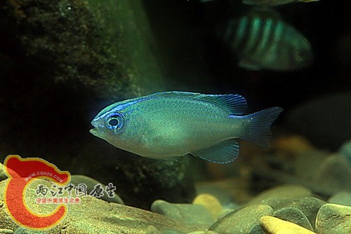 布氏刻齒雀鯛 Chrysiptera brownriggii.jpg