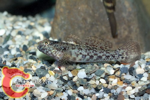 巴東深蝦虎 Bathygobius padangensis.jpg