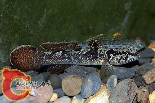 沖繩硬皮鰕虎Callogobius okinawae.jpg