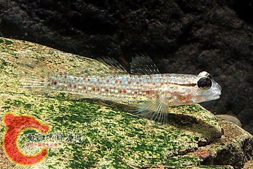 康培氏銜鰕虎Istigobius campbelli.jpg