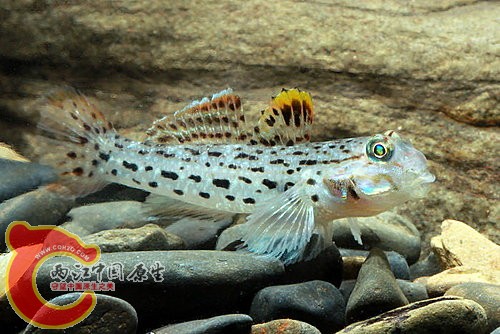 飾銜蝦虎 Istigobius ornatus.jpg