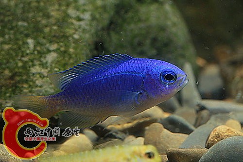 霓虹雀鯛 Pomacentrus coelestis.jpg