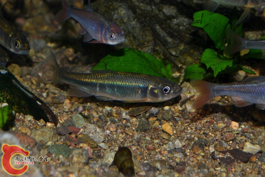 DSC_7227.JPG