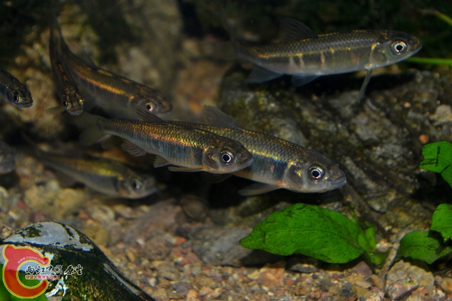 DSC_7241.JPG