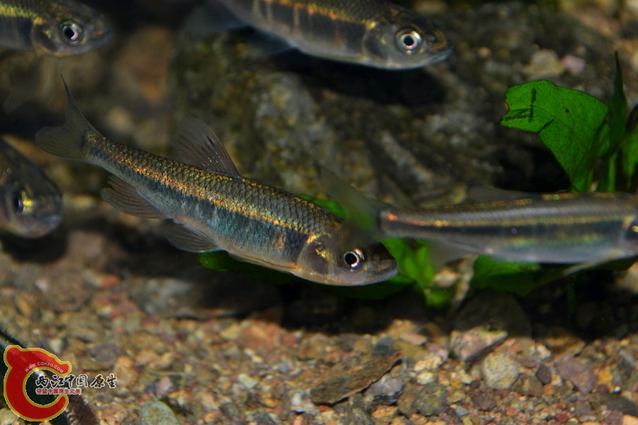 DSC_7244.JPG