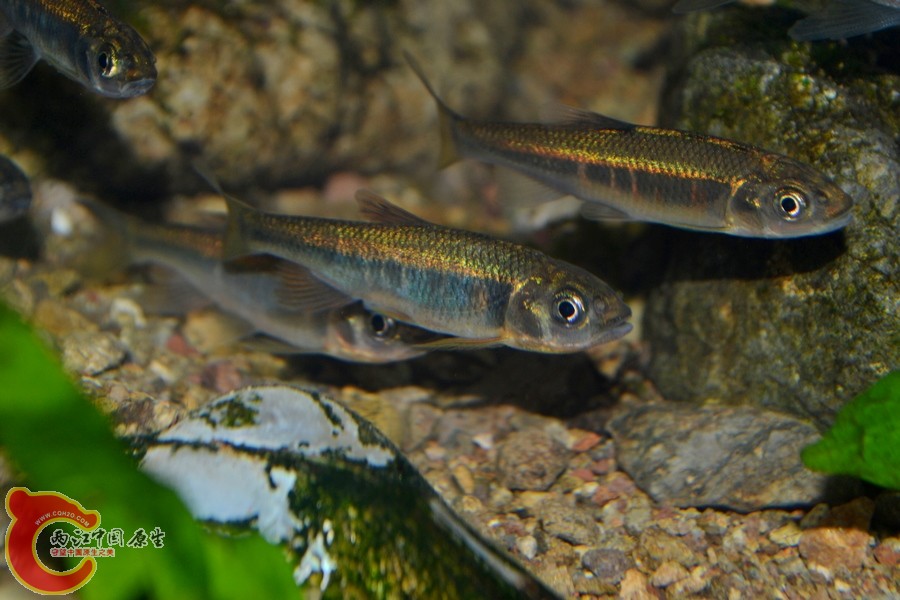DSC_7254.JPG
