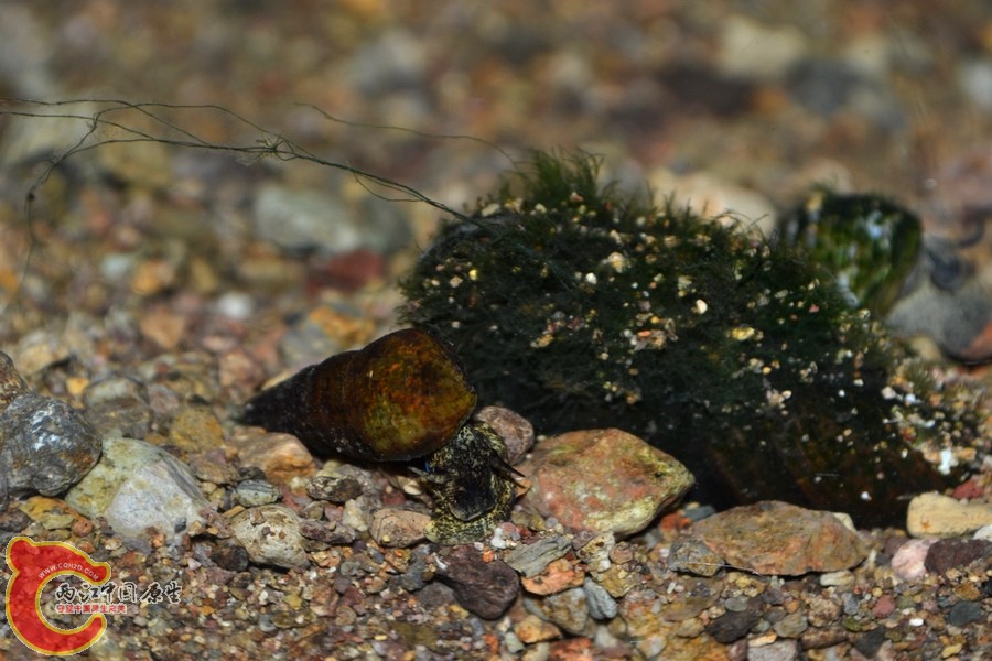 DSC_7253.JPG