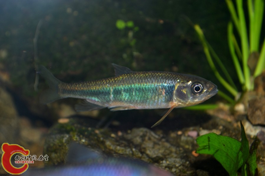 DSC_7303.JPG