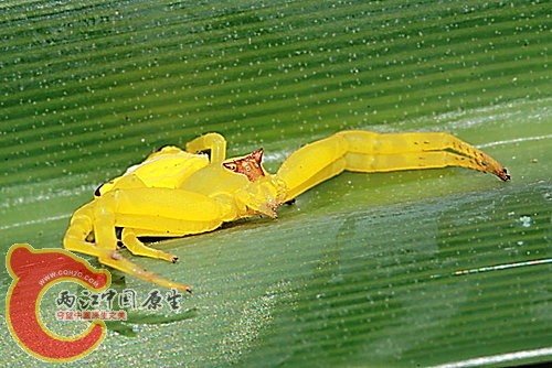 三角蟹蛛 Thomisus labefactus.jpg