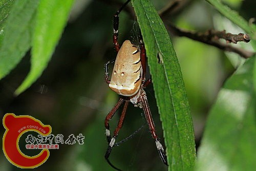 眼點金蛛 Argiope ocu.jpg