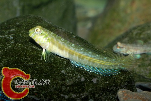 不知名的鳚.JPG
