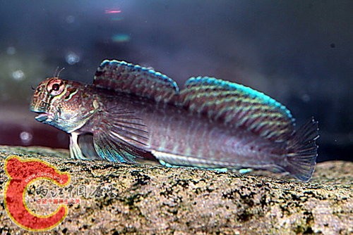 杜氏蛙鳚Istiblennius dussumieri.jpg