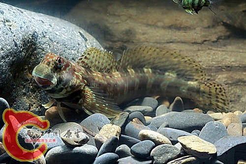 海間頸鬚鳚Entomacrodus thalassinus.jpg
